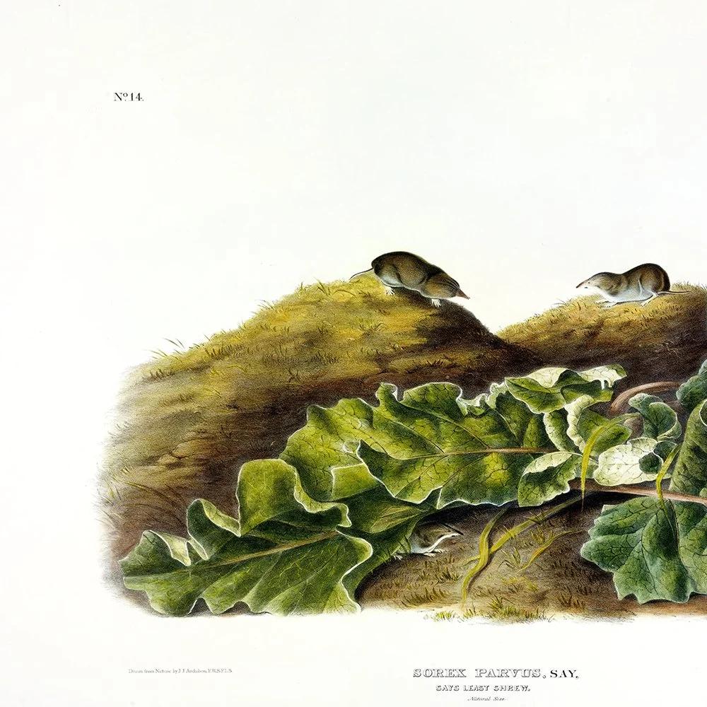 Brown or Norway Rat - Plate 54 — Audubon Art Prints